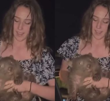 Imagem - Vídeo: Influenciadora é criticada após tirar filhote de wombat da mãe para fazer foto