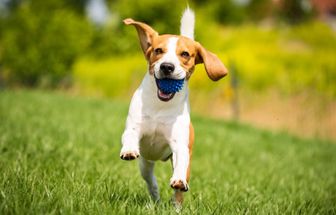 Veja como identificar se o seu cachorro está feliz ou triste