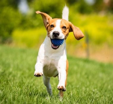 Imagem - Veja como identificar se o seu cachorro está feliz ou triste