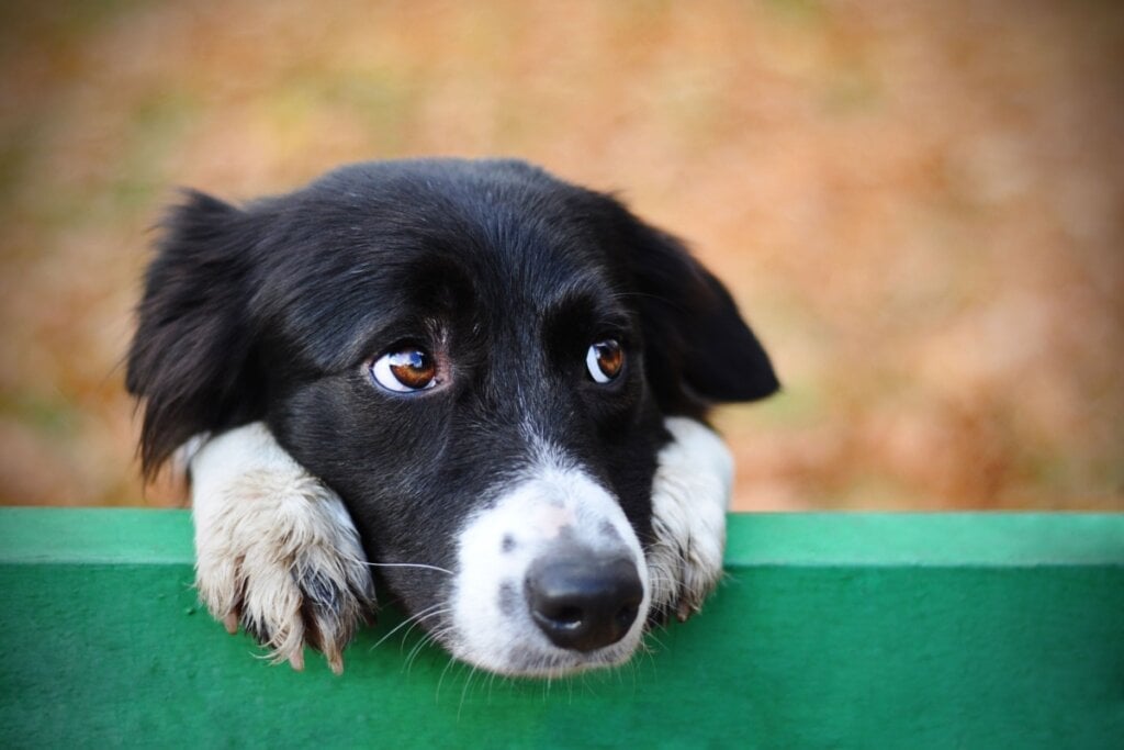 Algumas doenças mentais também podem afetar os cachorros (Imagem: SakSa | Shutterstock)