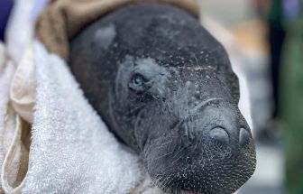 Filhotes de peixe-boi-da Amazônia são transportados de avião para Belém