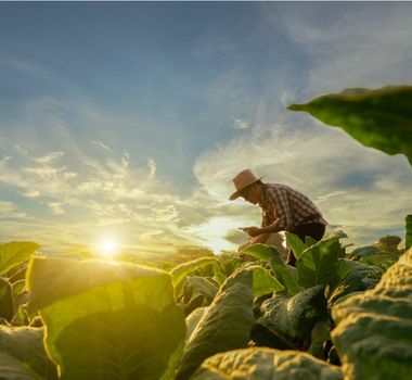 Imagem - Entenda sobre os diferentes tipos de agricultura