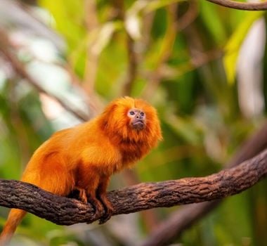 Imagem - Apesar da redução, desmatamento ainda ameaça futuro da Mata Atlântica, apontam especialistas