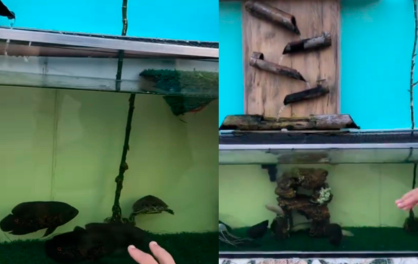 Imagem - Aquário na calçada: obra inusitada surpreende moradores e vira sensação na web