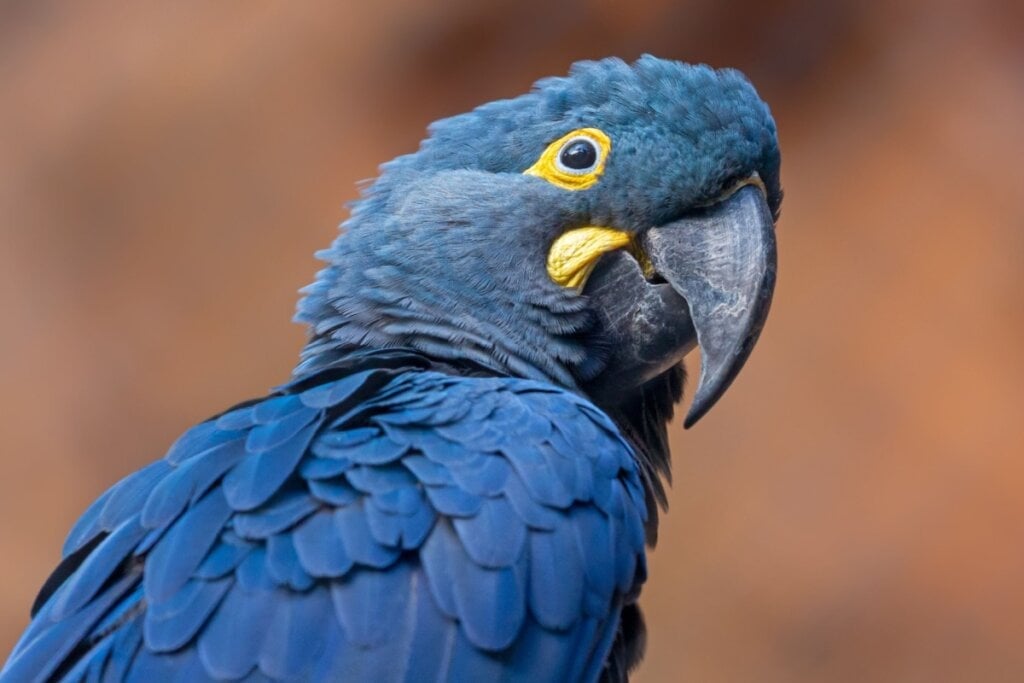 A arara-azul-de-lear é encontrada apenas no estado da Bahia (Imagem: Henner Damke | Shutterstock)