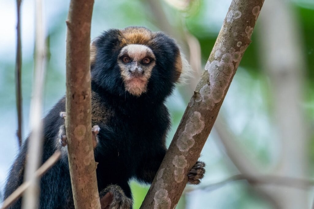 O  sagui-da-serra-escuro vive nas regiões montanhosas de São Paulo, Rio de Janeiro e Minas Gerais (Imagem: Rob Jansen | Shutterstock)