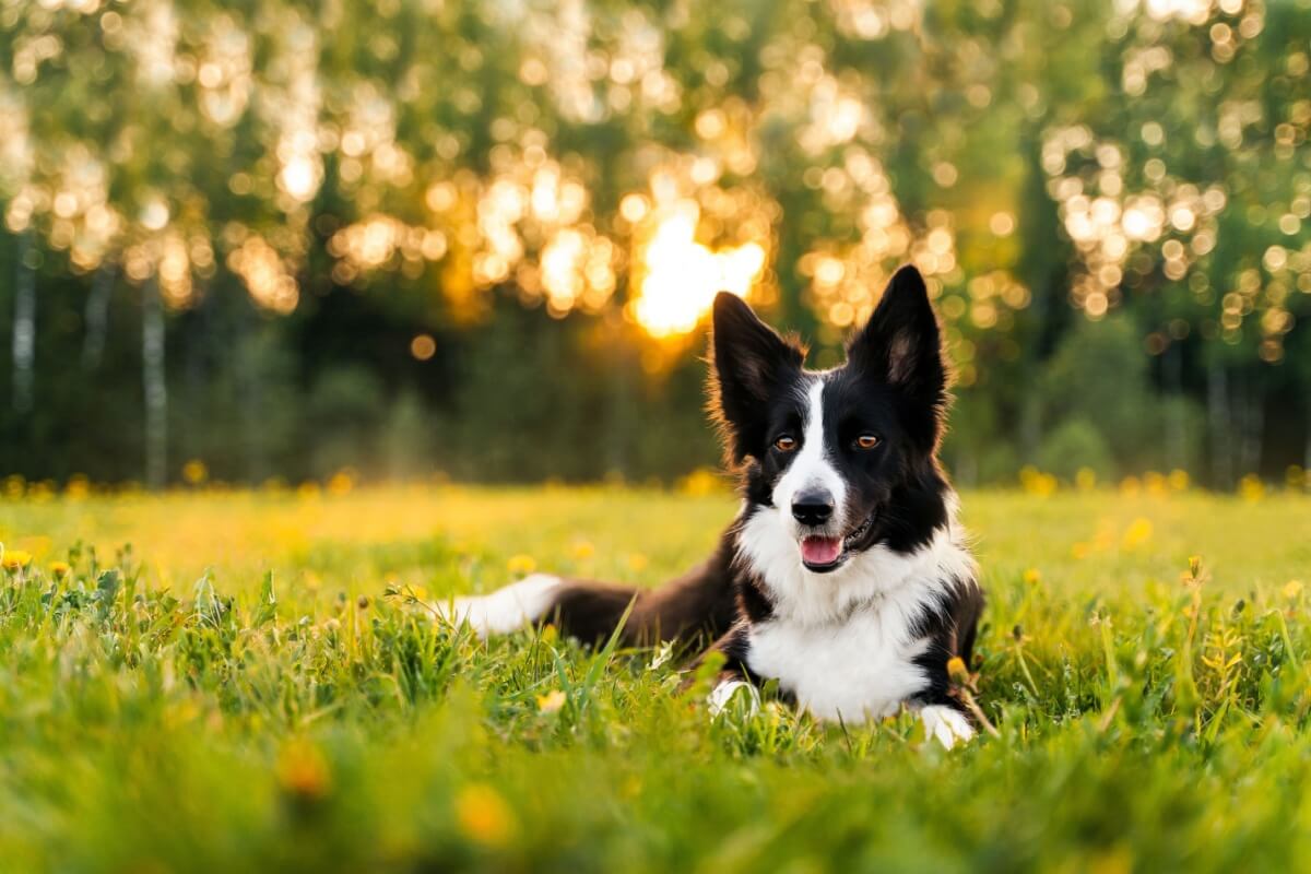 É importante ficar atento ao pelo do cachorro após passeios em áreas externas (Imagem: kathrineva20 | Shutterstock)