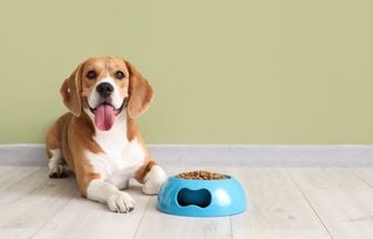 Veja os benefícios da ração e da alimentação natural para pets