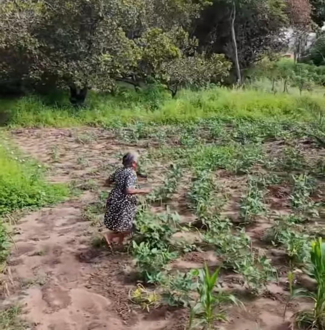 Imagem - Neto grava avó com drone durante trabalho em plantação