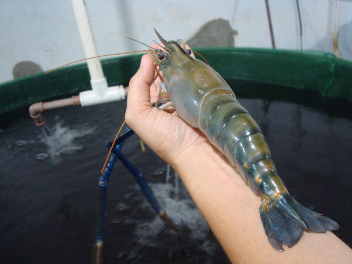 Imagem - Camarão da Malásia: espécie pode mesmo acabar com camarão regional do Pará?