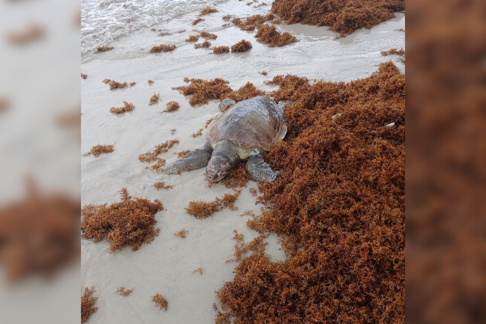 Imagem - Algas marinhas invadem praias de Salinas, no Pará; entenda fenômeno
