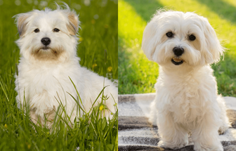 7 diferenças entre as raças coton de tulear e maltês 