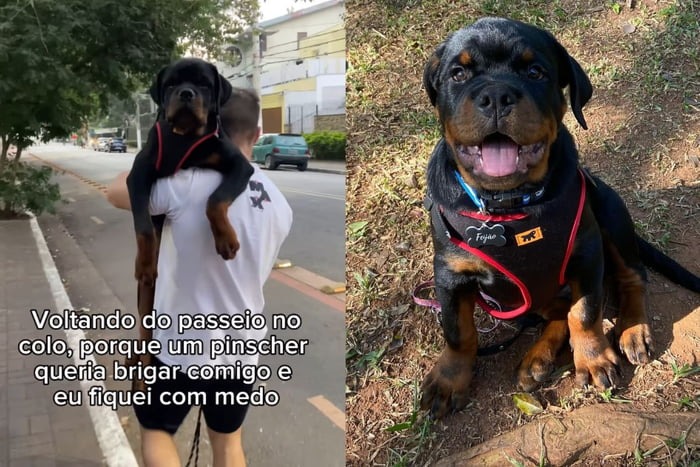 O rottweiler 'Feijão' foi confrontado por um cão da raça pinscher durante um passeio. Com medo, ele precisou ser carregado no colo pelo tutor