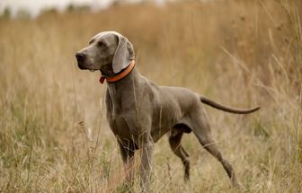 4 características do cachorro da raça weimaraner 