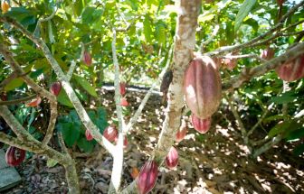 Fundo vai financiar pequenos agricultores de cacau na Bahia e no Pará