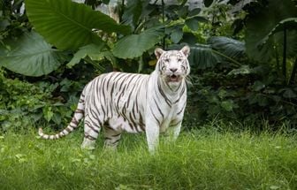 7 animais mais bonitos do mundo 