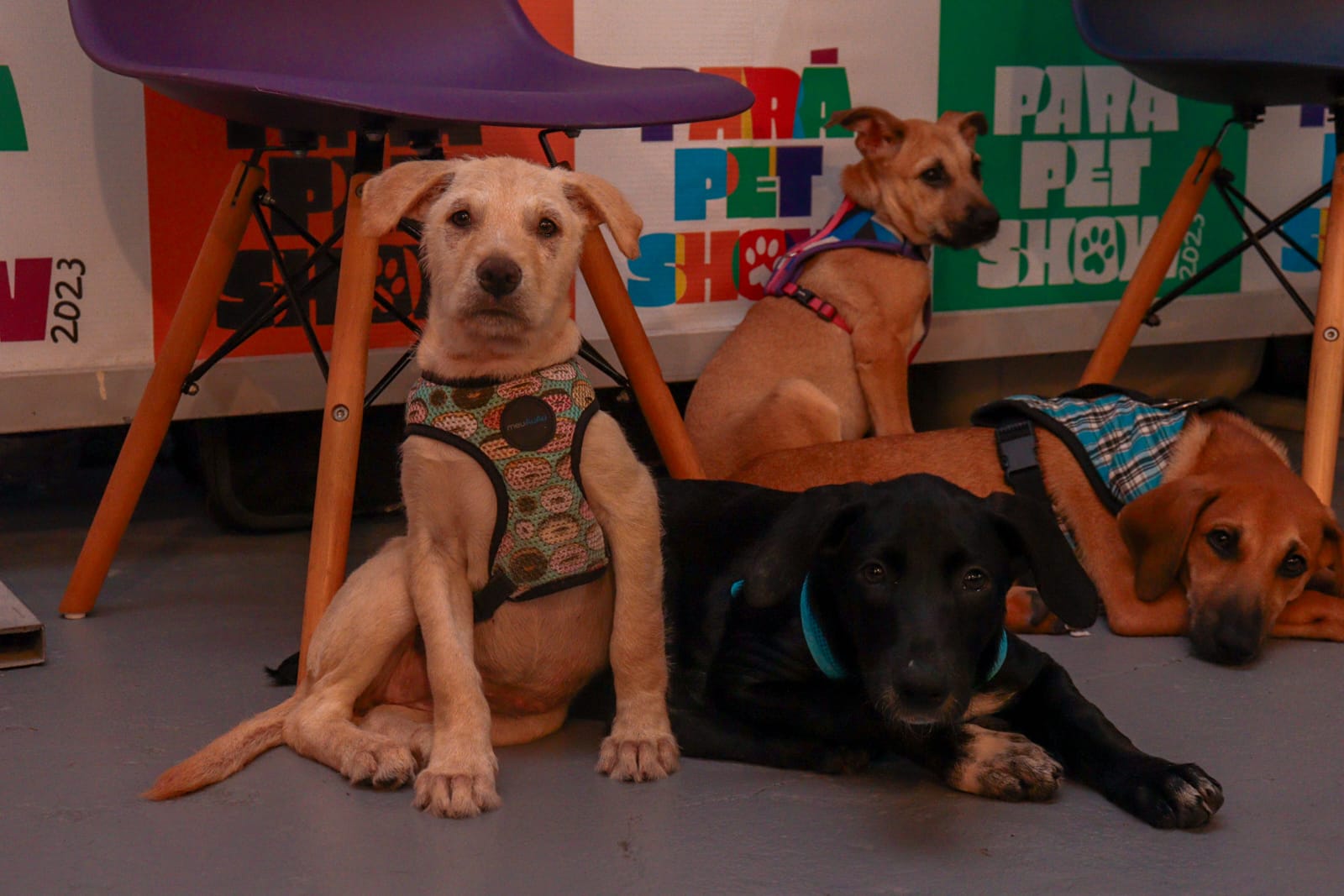 Imagem - Pará Pet Show 2025 oferece serviços gratuitos de saúde animal e programação completa para a família