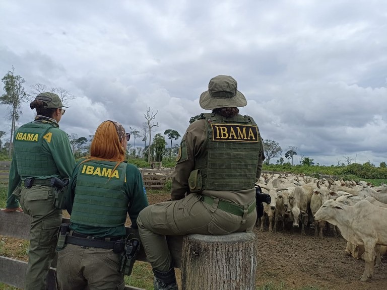 Imagem - No Pará, mais de 600 cabeças de gado são apreendidas em operação do Ibama