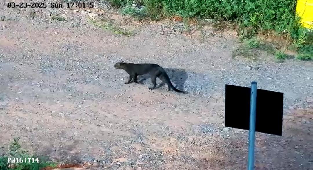 Imagem - Espécie rara de gato do mato faz aparição em área de preservação de Belo Monte, no Pará