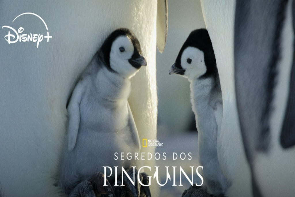 O documentário &#8220;Segredo dos pinguins&#8221; traz uma visão inédita da vida dos pinguins-imperadores (Imagem: Reprodução digital | Disney+)