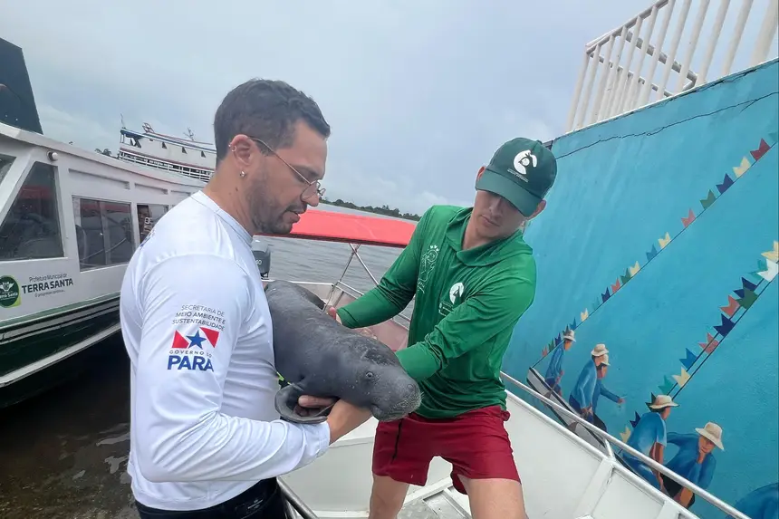 Imagem - Filhote de peixe-boi é resgatado em lago de Oriximiná, no Pará
