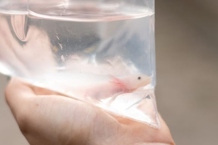 A criação de salamandras é ilegal no Brasil. 