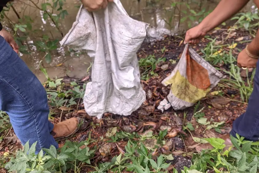 Imagem - Estado devolve à natureza mil caranguejos apreendidos em fiscalização