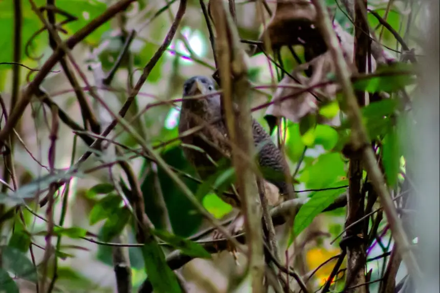 Imagem - Ave rara é encontrada no Refúgio de Vida Silvestre Metrópole da Amazônia