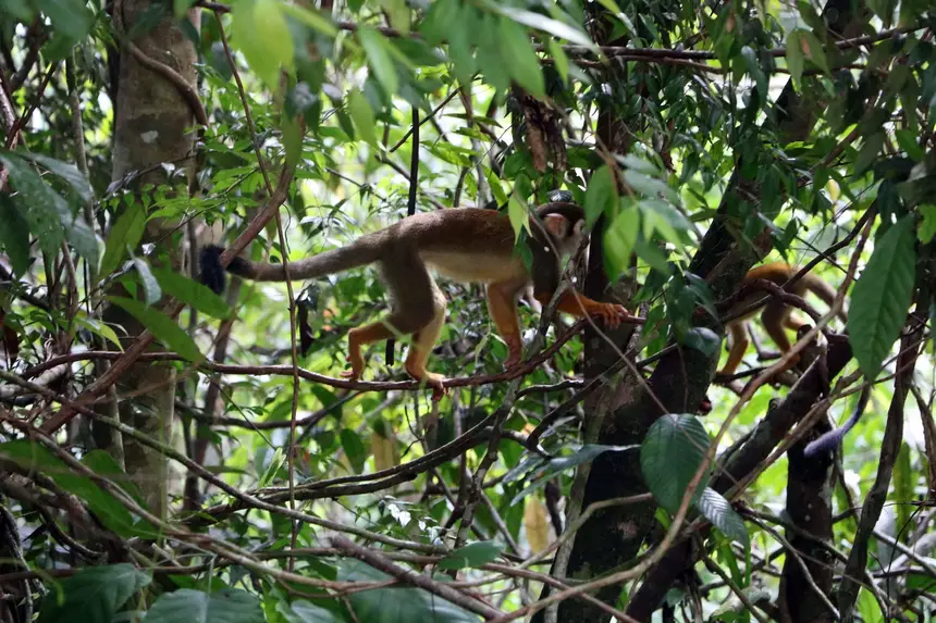 Imagem - Refúgio de Vida Silvestre Metrópole da Amazônia completa 15 anos protegendo biodiversidade local