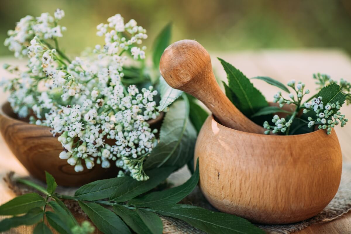 A valeriana é utilizada por seus efeitos relaxantes e calmantes (Imagem: Lipatova Maryna | Shutterstock)