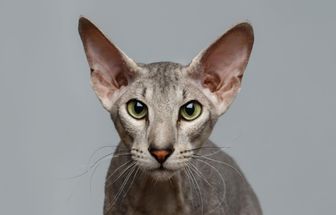 4 características do gato da raça peterbald 