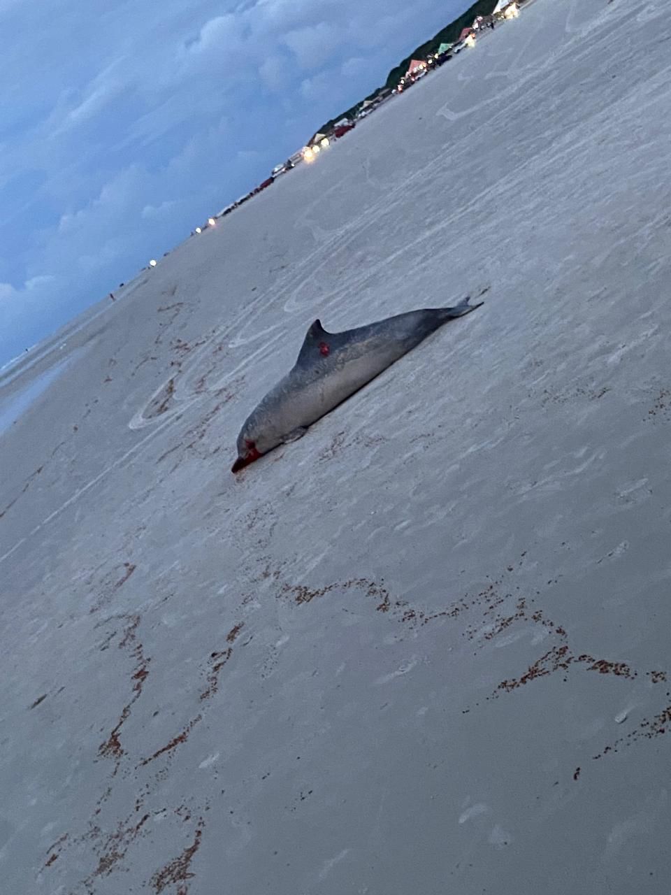Imagem - Banhistas registram golfinho morto com furo no olho na praia do Atalaia em Salinas
