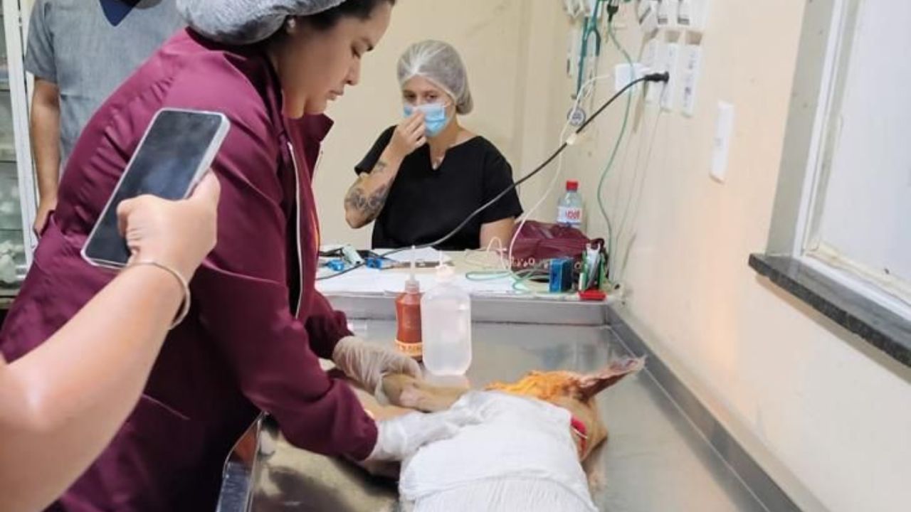 Imagem - Cão vítima de maus-tratos em Belém é resgatado e passa por atendimento veterinário