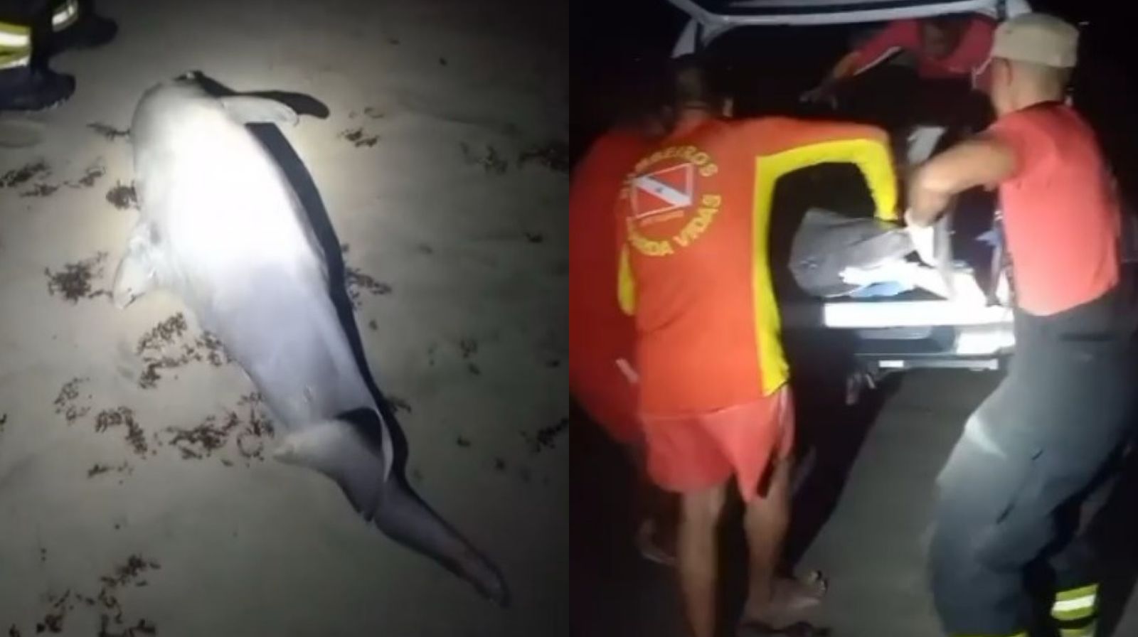 Imagem - Vídeo: golfinho é resgatado após ficar encalhado na praia do Atalaia, no Pará
