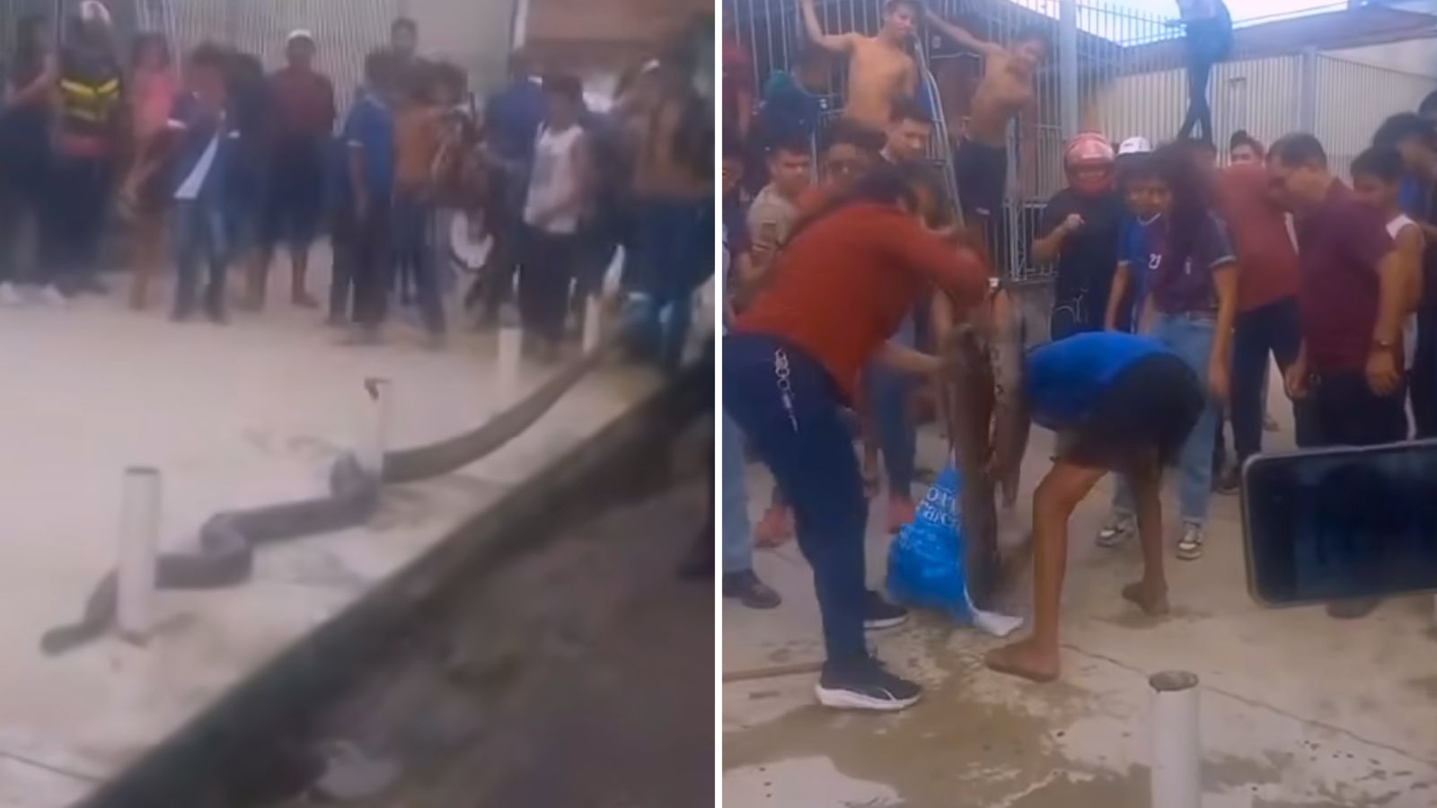 Imagem - Vídeo: cobra é capturada na porta de uma igreja, no bairro do Marco, em Belém