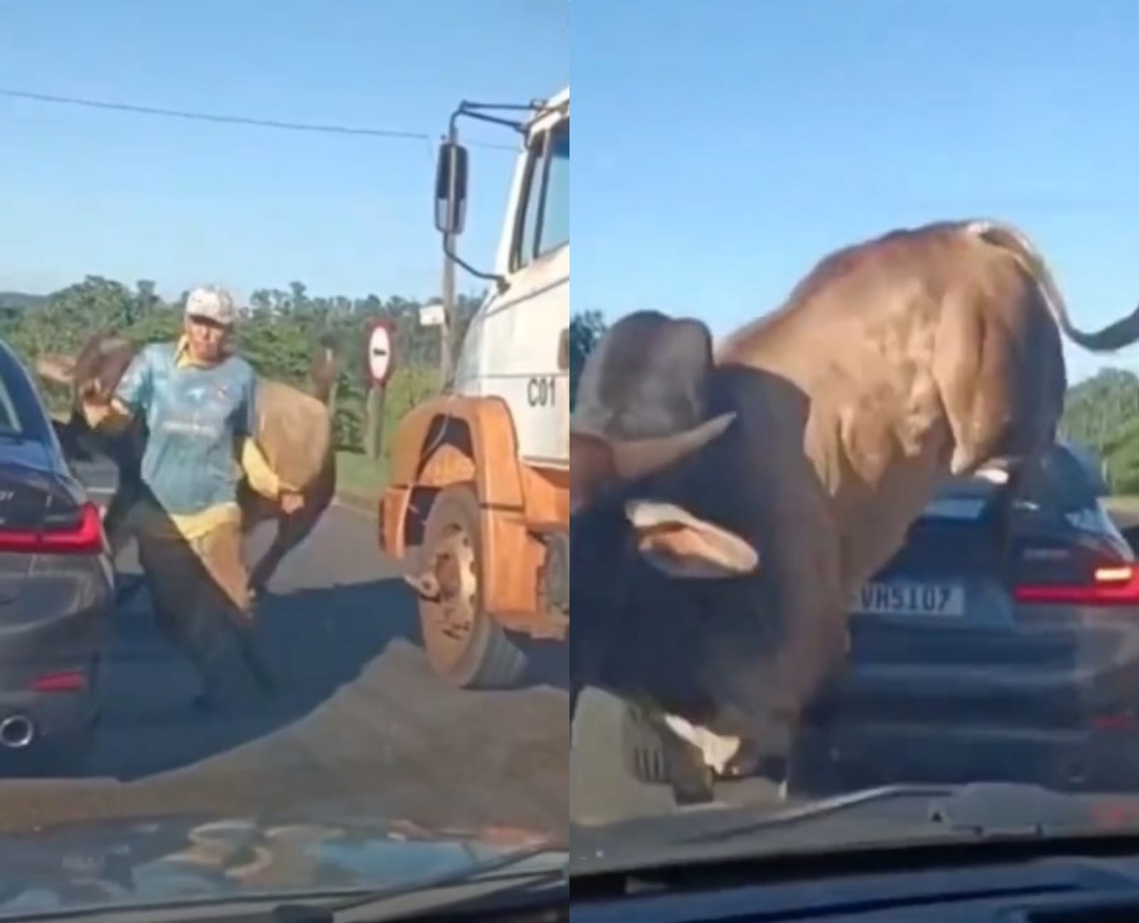 Imagem - Vídeo: touro solto na pista avança sobre homem e assusta motoristas