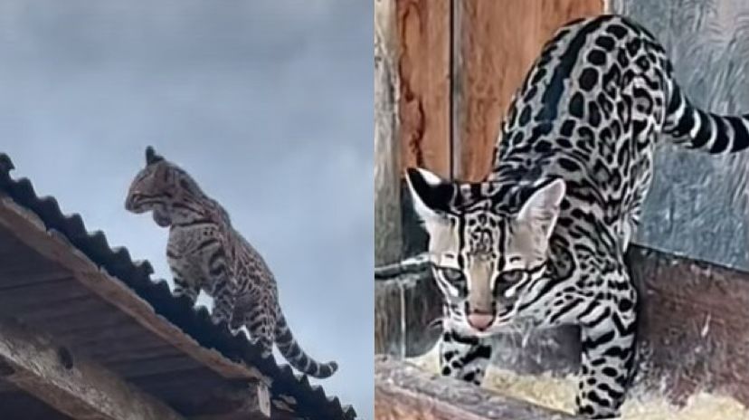 Imagem - Vídeo: oncinha famosa criada como pet é resgatada pelo Ibama no Pará