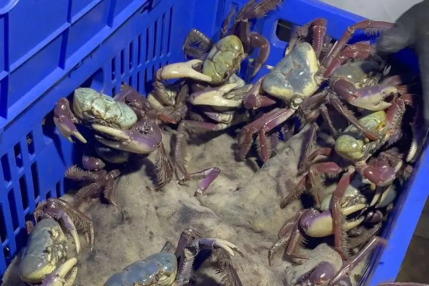 Imagem - Feira do pescado oferta produtos sustentáveis oriundos das Reservas Extrativistas do Pará