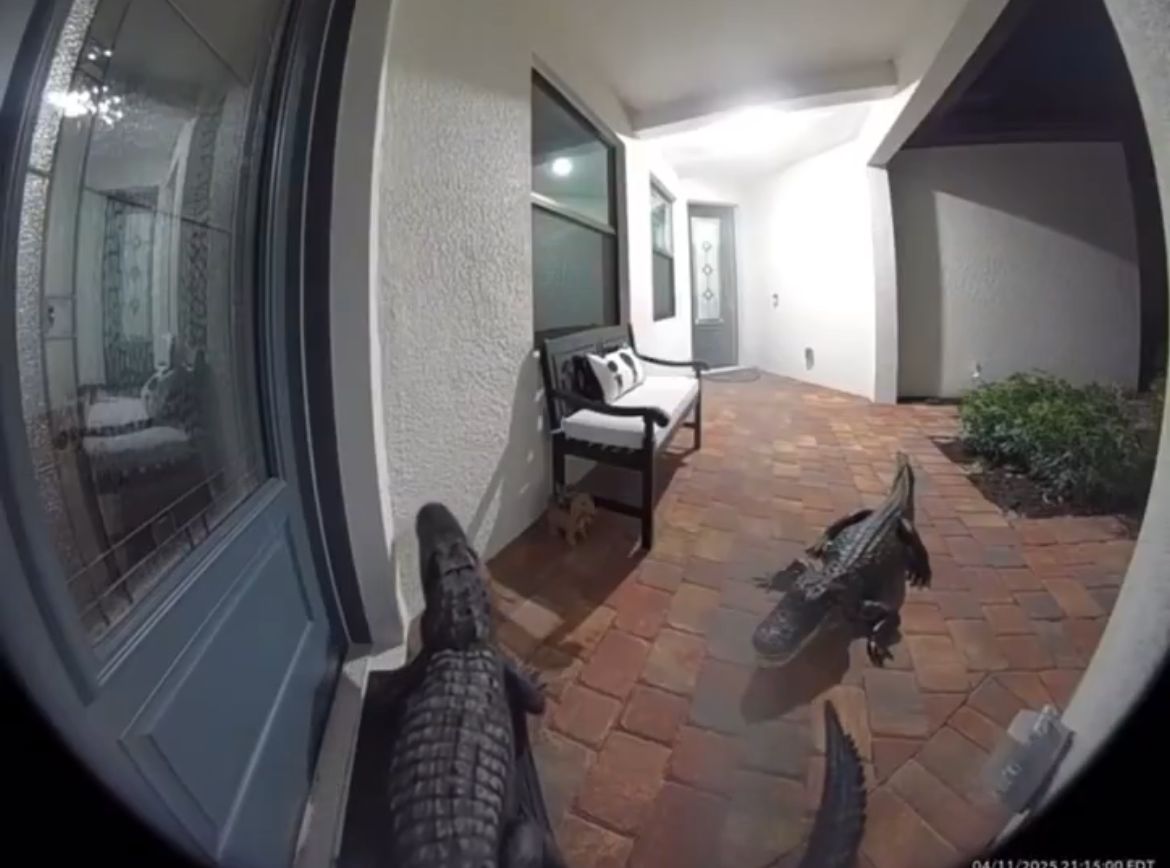 Jacarés tentam invadir casa na Flórida e são flagrados por câmera de segurança; assista