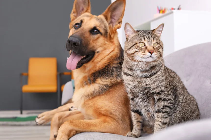 Imagem - Cães e gatos como dependentes no IR? Proposta quer incentivar adoção com abatimento no imposto