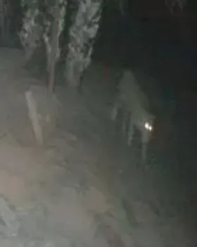 Imagem - Vídeo: imagens revelam que onça já rondava sítio antes de atacar homem