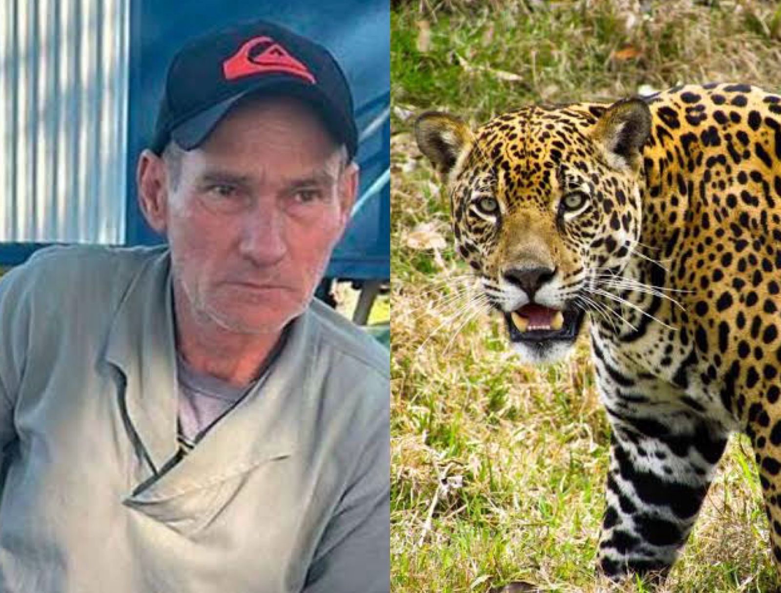 Imagem - Onça que devorou caseiro retorna para procurar corpo e ataca socorrista