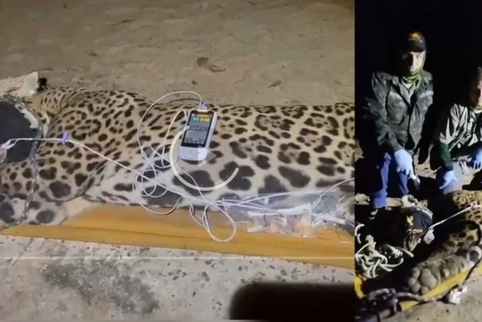 Imagem - Onça que devorou caseiro é capturada no Pantanal; macho pesa 94 kg