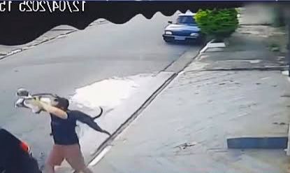 Imagem - Vídeo: pitbull salta portão de 3 metros para atacar cachorro