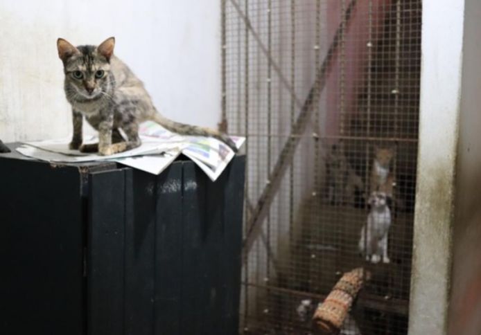 Imagem - Projeto de Lei pretende dobrar multa para quem maltratar animais em Belém; assista