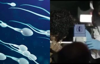Primeira corrida de espermatozoides é realizada por estudantes nos EUA; assista