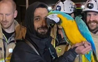 Arara se recusa a ser resgatada e xinga socorrista