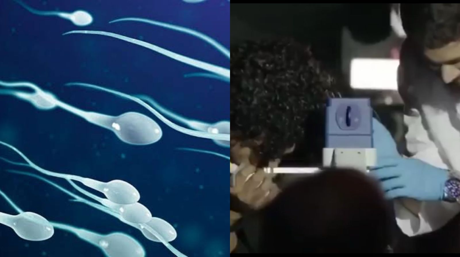 Imagem - Primeira corrida de espermatozoides é realizada por estudantes nos EUA; assista