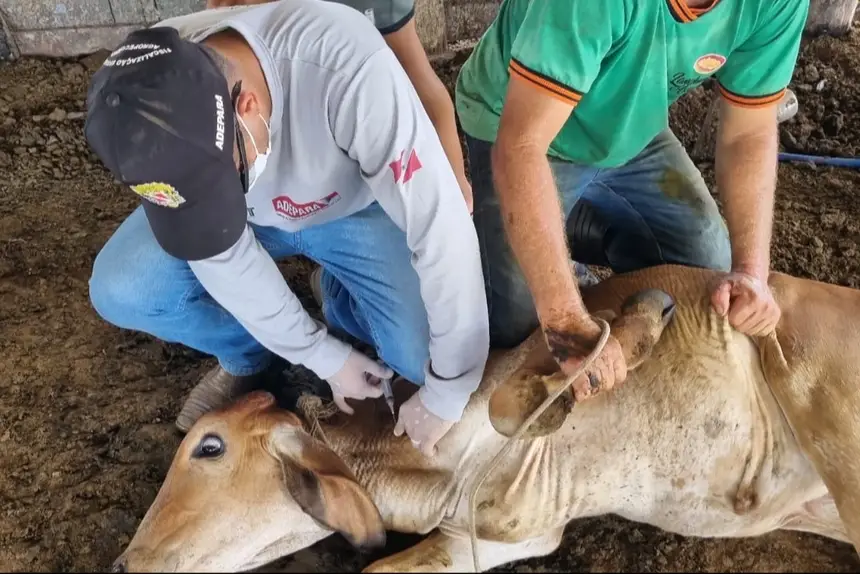 Imagem - ADEPARÁ alerta para fim do prazo para recadastramento de veterinários no Programa da Brucelose
