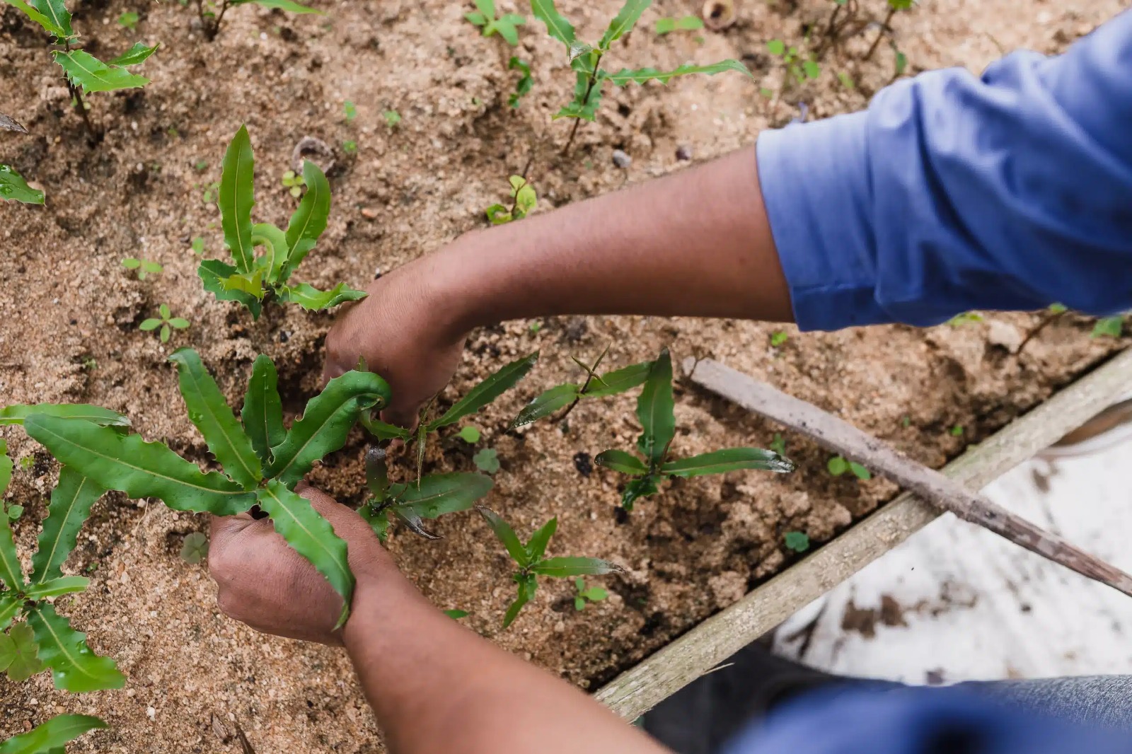 Imagem - Agricultura familiar de Carajás é destaque de evento em Parauapebas